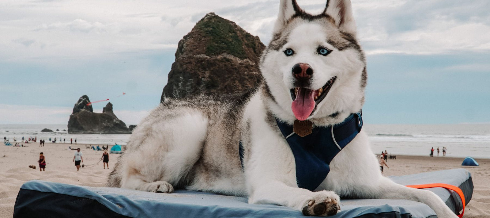 husky lying on HEST Dog bed on the beach
